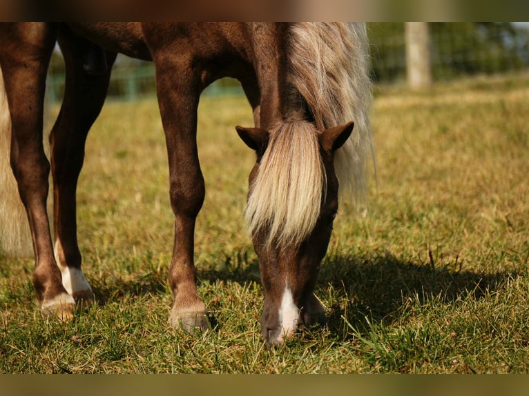 Altri pony/cavalli di piccola taglia Castrone 7 Anni 107 cm in Fresno
