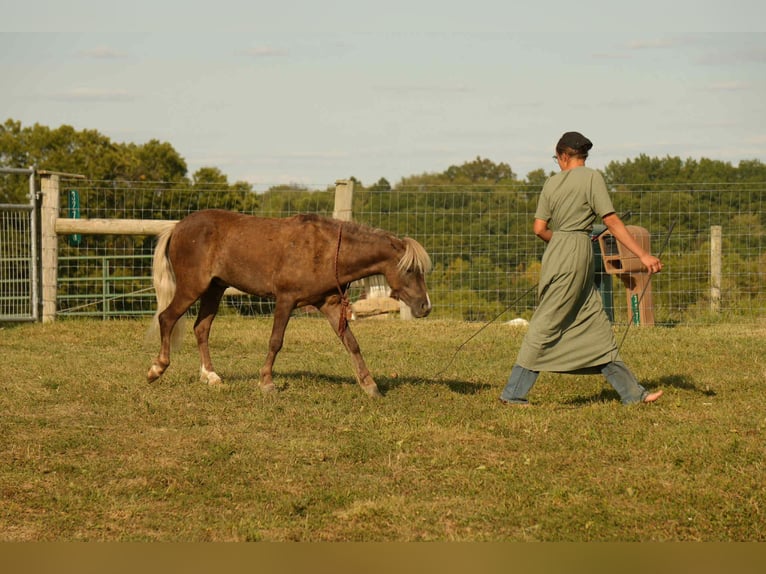 Altri pony/cavalli di piccola taglia Castrone 7 Anni 107 cm in Fresno
