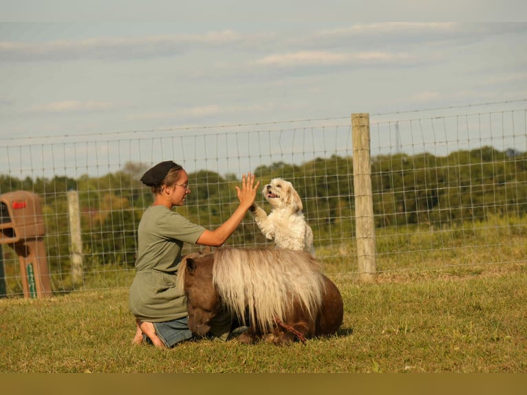 Altri pony/cavalli di piccola taglia Castrone 7 Anni 107 cm in Fresno