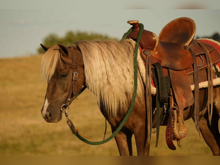 Altri pony/cavalli di piccola taglia Castrone 7 Anni 107 cm in Fresno