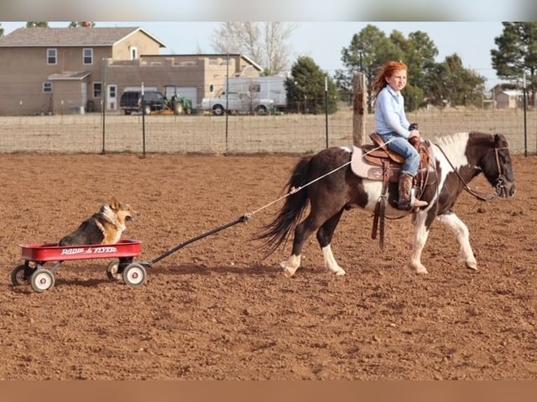 Altri pony/cavalli di piccola taglia Castrone 7 Anni 109 cm Pezzato in Edgewood