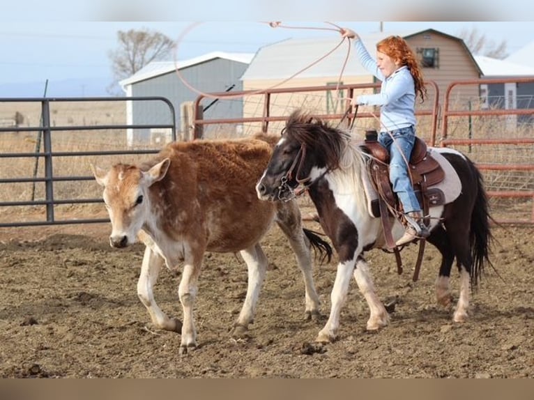 Altri pony/cavalli di piccola taglia Castrone 7 Anni 109 cm Pezzato in Edgewood