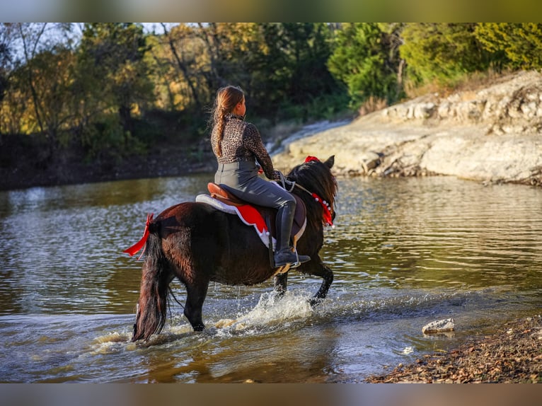 Altri pony/cavalli di piccola taglia Castrone 7 Anni 112 cm Morello in Forney