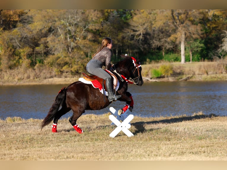 Altri pony/cavalli di piccola taglia Castrone 7 Anni 112 cm Morello in Forney