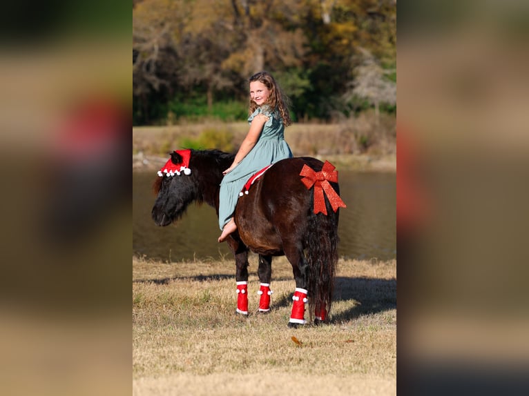 Altri pony/cavalli di piccola taglia Castrone 7 Anni 112 cm Morello in Forney