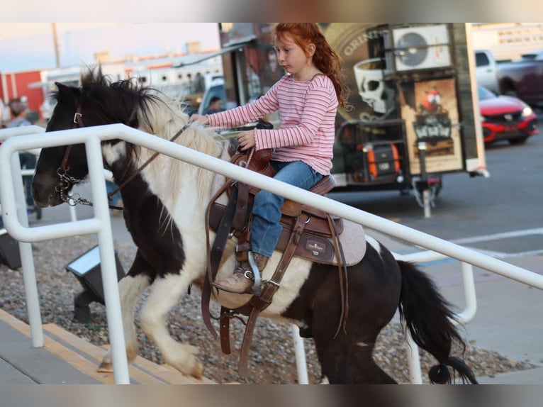 Altri pony/cavalli di piccola taglia Castrone 7 Anni 112 cm Pezzato in Edgewood