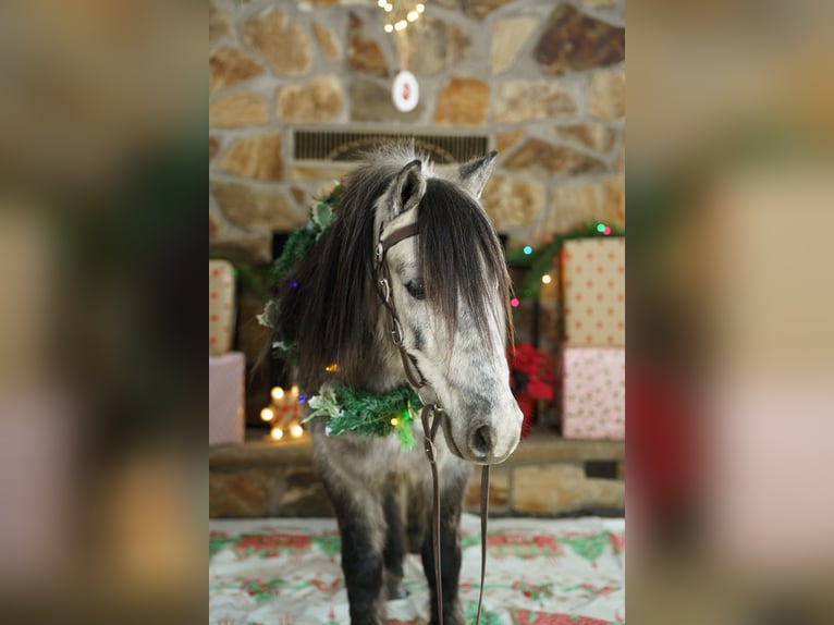 Altri pony/cavalli di piccola taglia Castrone 7 Anni 114 cm Grigio in Bristolville