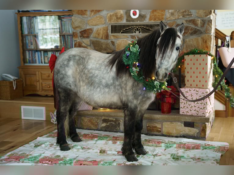 Altri pony/cavalli di piccola taglia Castrone 7 Anni 114 cm Grigio in Bristolville