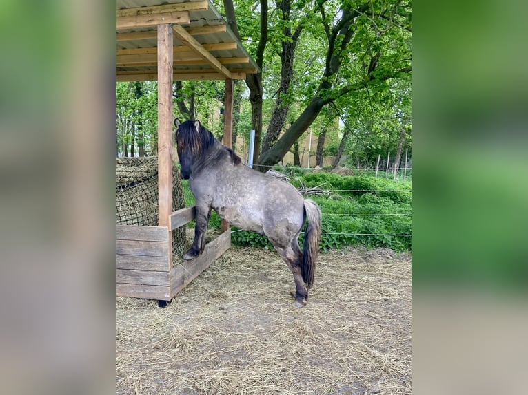 Altri pony/cavalli di piccola taglia Castrone 7 Anni 120 cm Falbo in Salzgitter