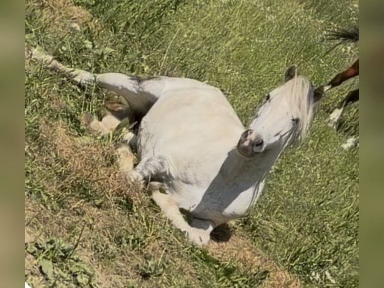 Altri pony/cavalli di piccola taglia Castrone 7 Anni 120 cm Grigio pezzato in Zalascany
