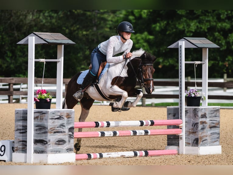 Altri pony/cavalli di piccola taglia Castrone 7 Anni 122 cm Pezzato in Fresno