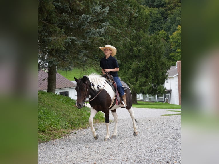Altri pony/cavalli di piccola taglia Castrone 7 Anni 122 cm Pezzato in Fresno