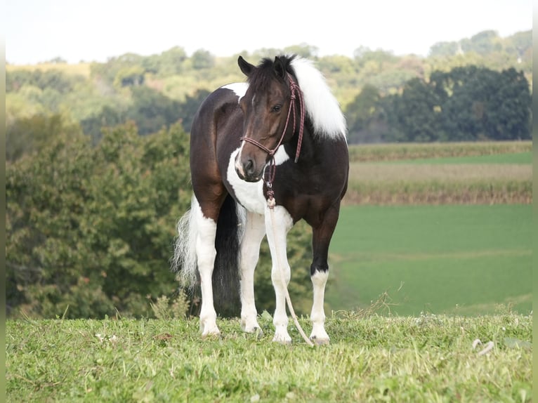 Altri pony/cavalli di piccola taglia Castrone 7 Anni 122 cm Pezzato in Fresno