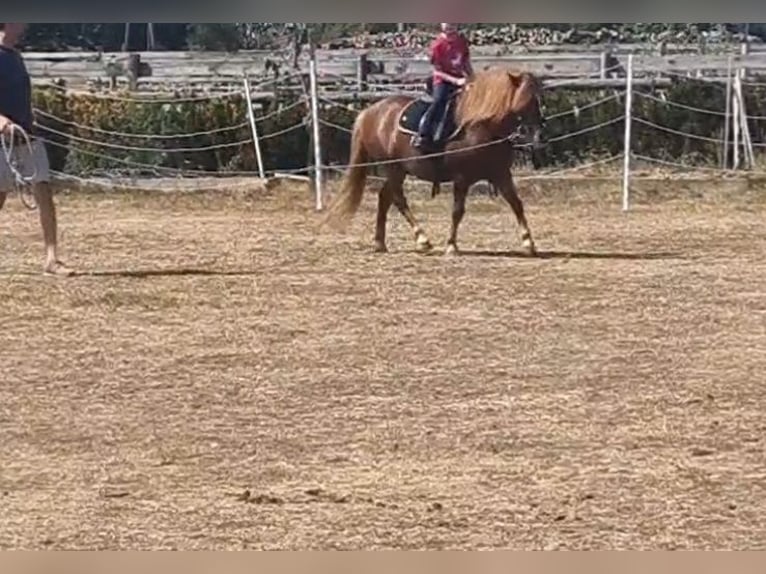 Altri pony/cavalli di piccola taglia Castrone 7 Anni 125 cm Sauro in Rechnitz
