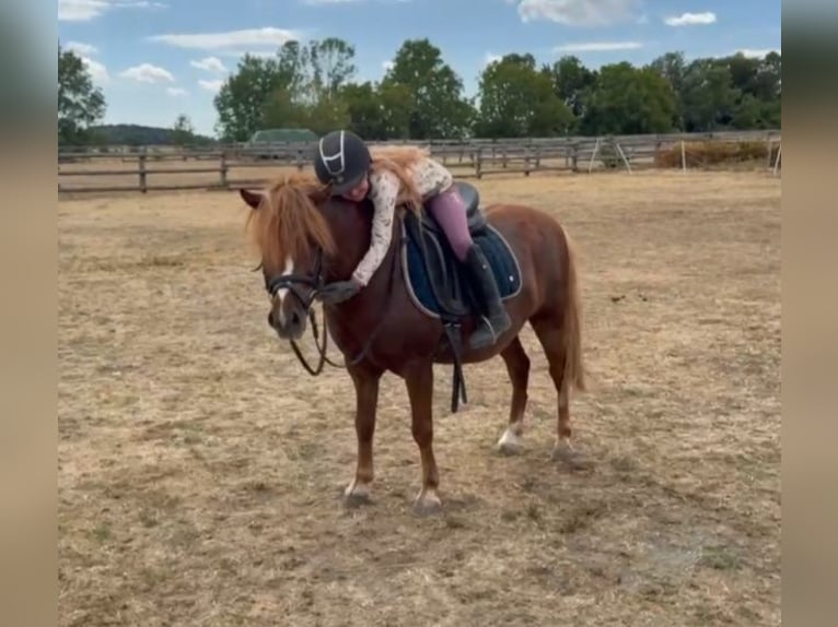 Altri pony/cavalli di piccola taglia Castrone 7 Anni 125 cm Sauro in Rechnitz