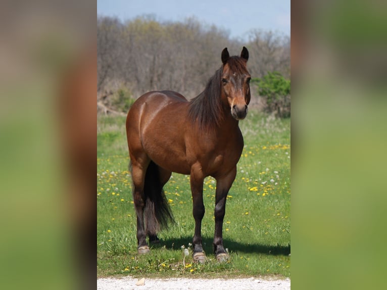 Altri pony/cavalli di piccola taglia Castrone 7 Anni 127 cm Baio ciliegia in Macon, MO