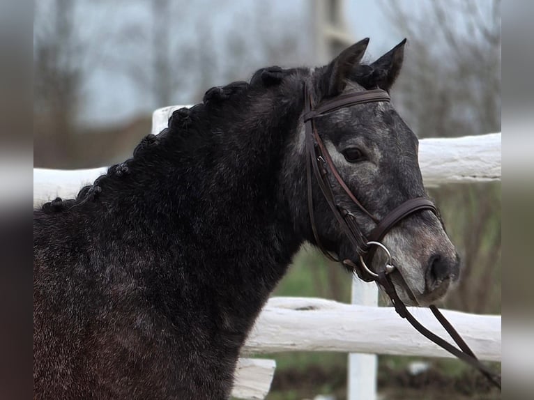 Altri pony/cavalli di piccola taglia Castrone 7 Anni 130 cm Grigio in Kecskemét
