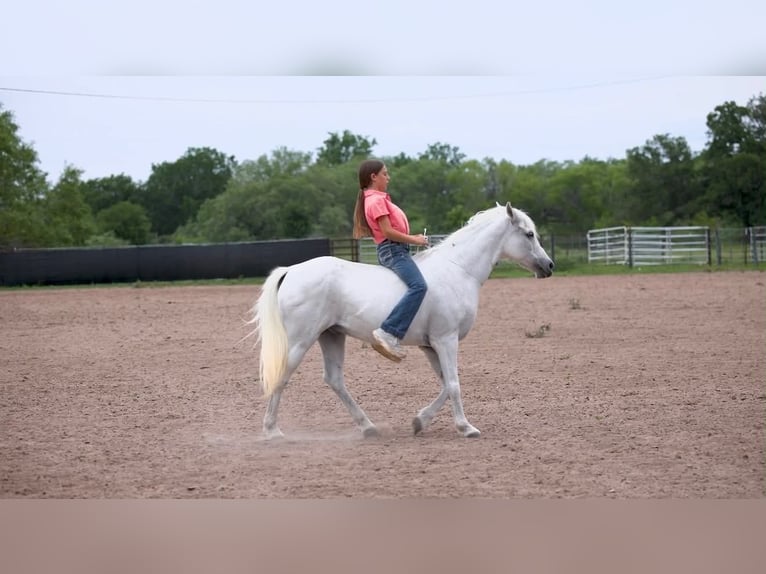 Altri pony/cavalli di piccola taglia Castrone 7 Anni 130 cm Grigio in Victoria