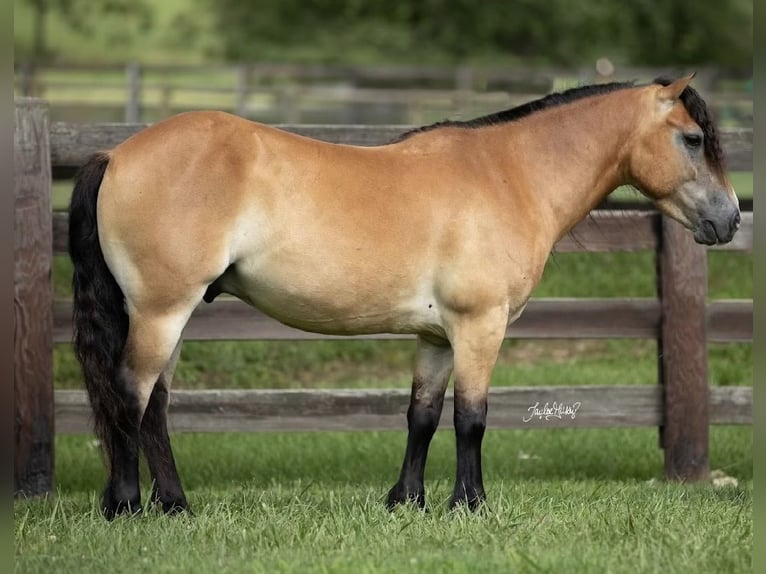 Altri pony/cavalli di piccola taglia Castrone 7 Anni 132 cm Falbo in Marion