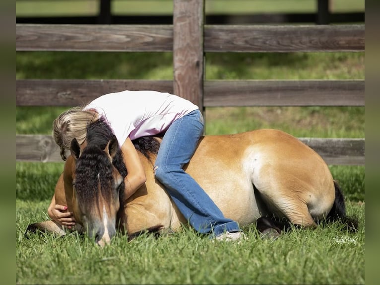 Altri pony/cavalli di piccola taglia Castrone 7 Anni 132 cm Falbo in Marion
