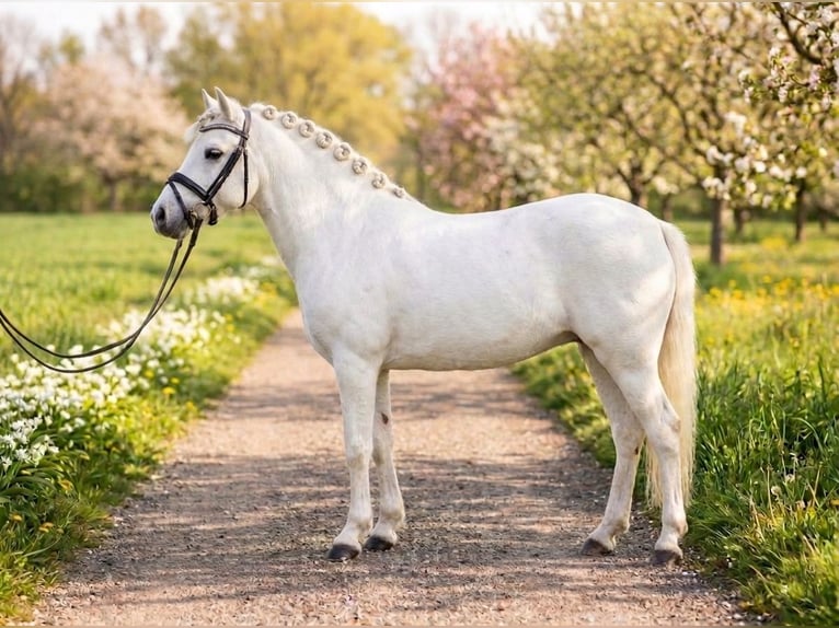Altri pony/cavalli di piccola taglia Mix Castrone 7 Anni 136 cm Grigio in Kecskemét