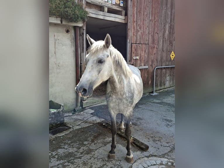 Altri pony/cavalli di piccola taglia Castrone 7 Anni 140 cm Grigio pezzato in Rikon im Tösstal