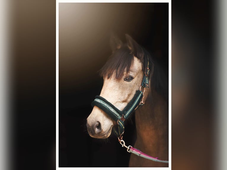 Altri pony/cavalli di piccola taglia Castrone 7 Anni 140 cm Pelle di daino in Bartąg