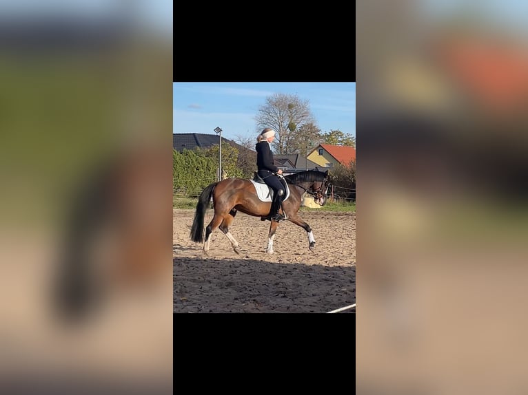 Altri pony/cavalli di piccola taglia Castrone 7 Anni 142 cm Baio in Ahrensfelde