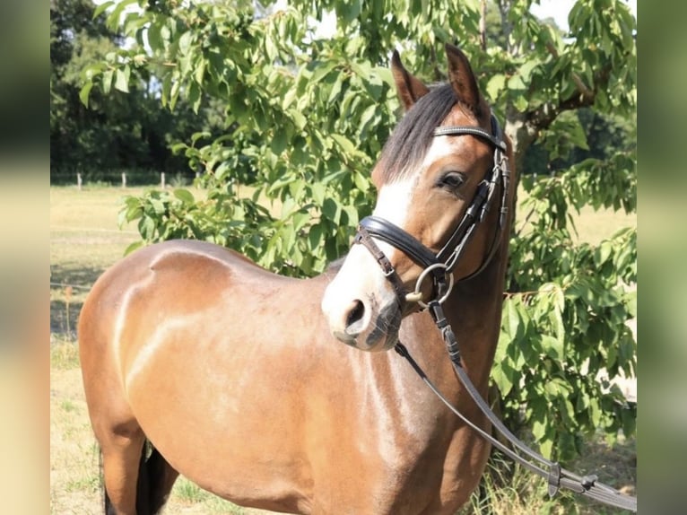 Altri pony/cavalli di piccola taglia Castrone 7 Anni 142 cm Baio in Ahrensfelde
