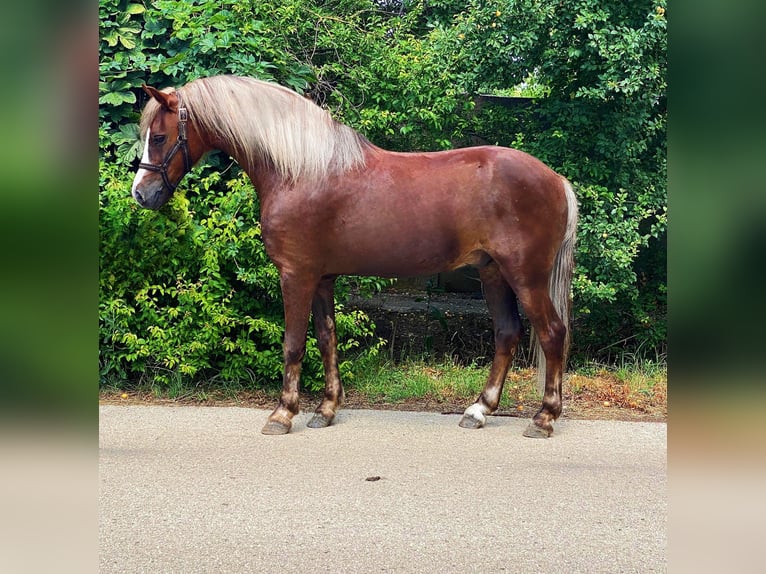 Altri pony/cavalli di piccola taglia Castrone 7 Anni 142 cm Sauro scuro in B&#xE9;k&#xE9;scsaba