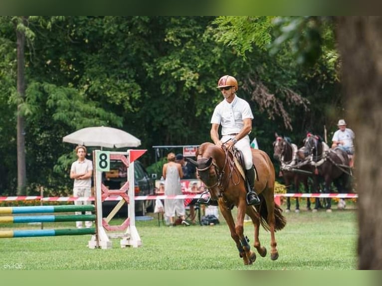 Altri pony/cavalli di piccola taglia Castrone 7 Anni 144 cm Sauro scuro in Поручик Кърджиево / Poruchik Kurdzhievo