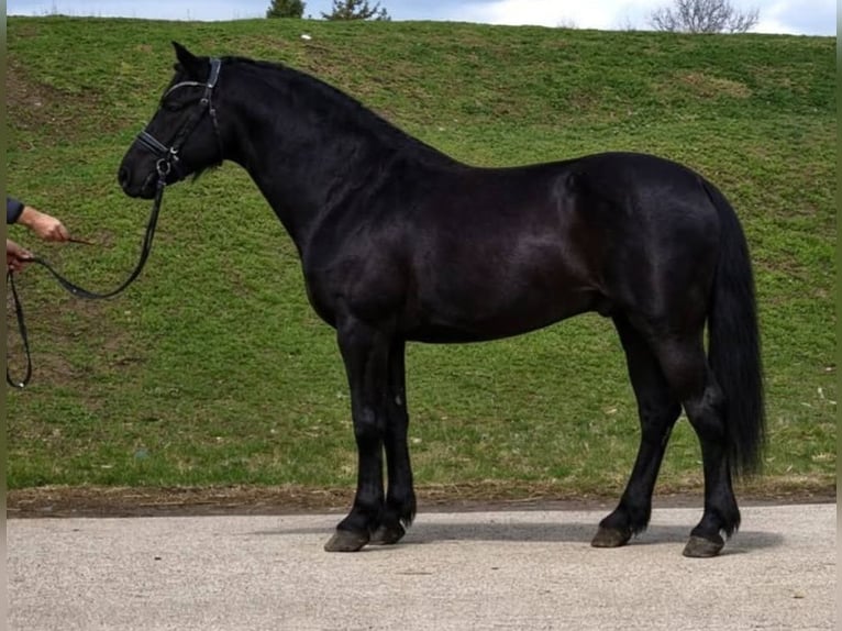 Altri pony/cavalli di piccola taglia Castrone 7 Anni 145 cm Morello in Rechnitz