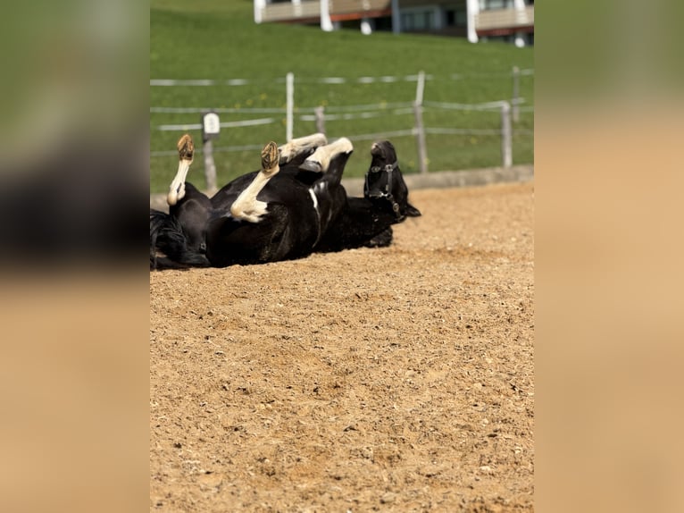 Altri pony/cavalli di piccola taglia Mix Castrone 7 Anni 145 cm Pezzato in Bad Hindelang