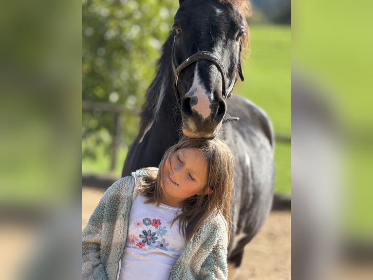 Altri pony/cavalli di piccola taglia Mix Castrone 7 Anni 145 cm Pezzato in Bad Hindelang