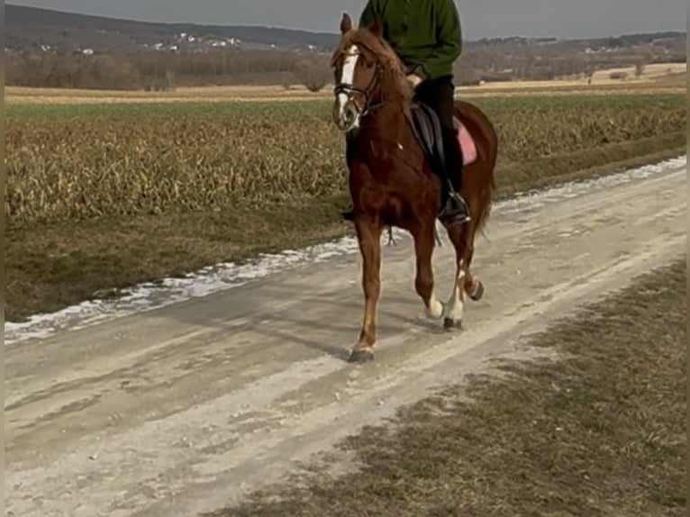 Altri pony/cavalli di piccola taglia Castrone 7 Anni 145 cm Sauro in Békéscsaba