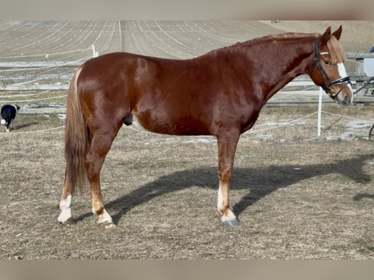 Altri pony/cavalli di piccola taglia Castrone 7 Anni 145 cm Sauro in Békéscsaba