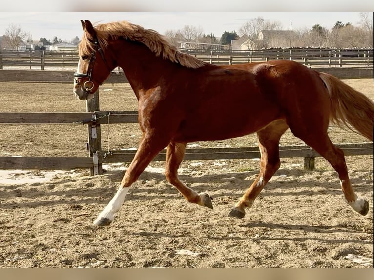 Altri pony/cavalli di piccola taglia Castrone 7 Anni 145 cm Sauro in Békéscsaba