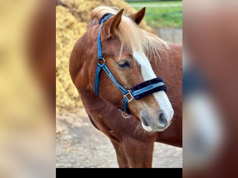 Altri pony/cavalli di piccola taglia Castrone 7 Anni 145 cm Sauro scuro in Wachtendonk