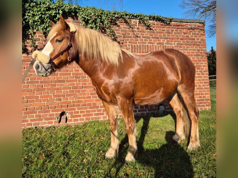 Altri pony/cavalli di piccola taglia Castrone 7 Anni 145 cm Sauro scuro in Wachtendonk