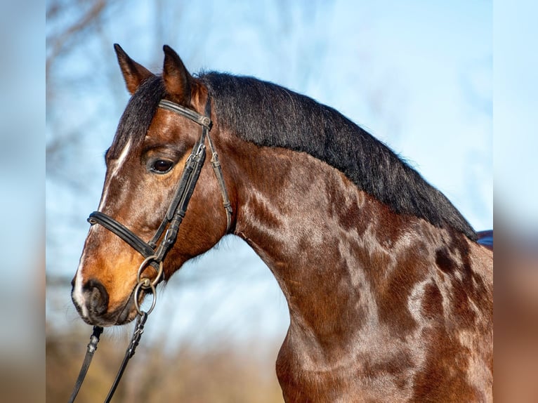 Altri pony/cavalli di piccola taglia Castrone 7 Anni 148 cm Baio in Békéscsaba