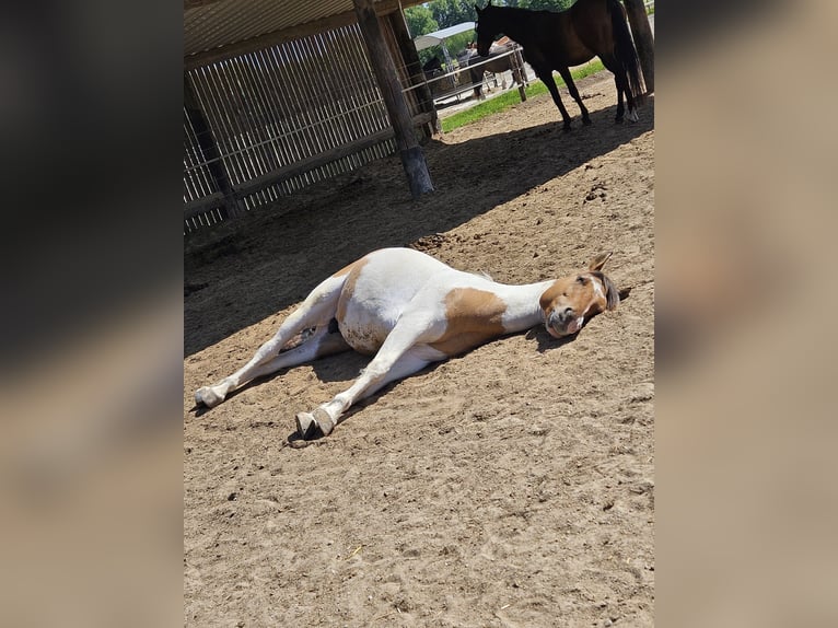 Altri pony/cavalli di piccola taglia Castrone 7 Anni 148 cm in Korschenbroich