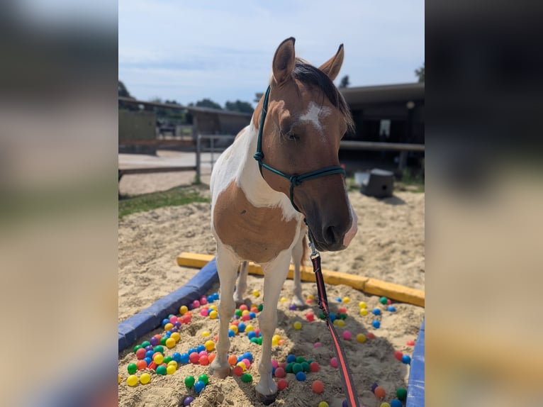 Altri pony/cavalli di piccola taglia Castrone 7 Anni 148 cm in Korschenbroich