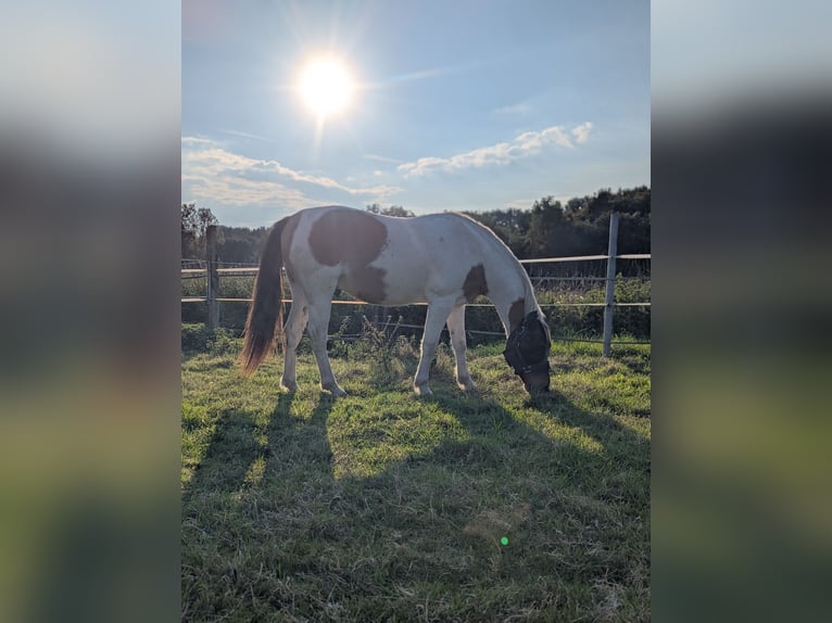 Altri pony/cavalli di piccola taglia Castrone 7 Anni 148 cm in Korschenbroich