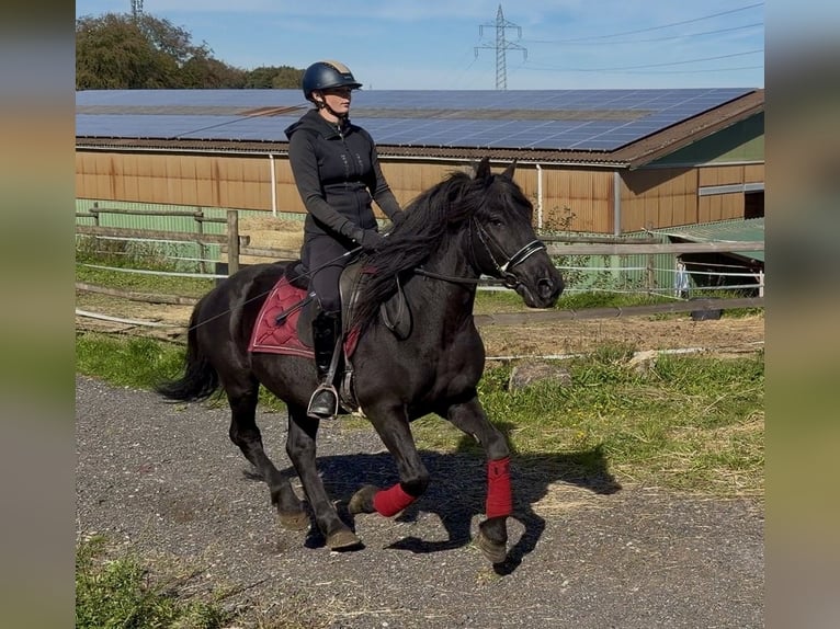Altri pony/cavalli di piccola taglia Castrone 7 Anni 150 cm Morello in Neustadt (Wied)