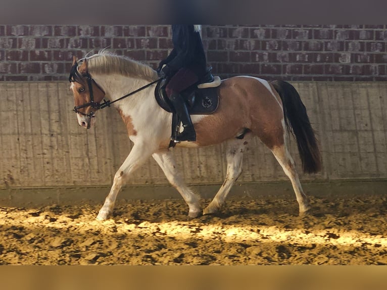 Altri pony/cavalli di piccola taglia Castrone 7 Anni 152 cm Pezzato in Wachtendonk