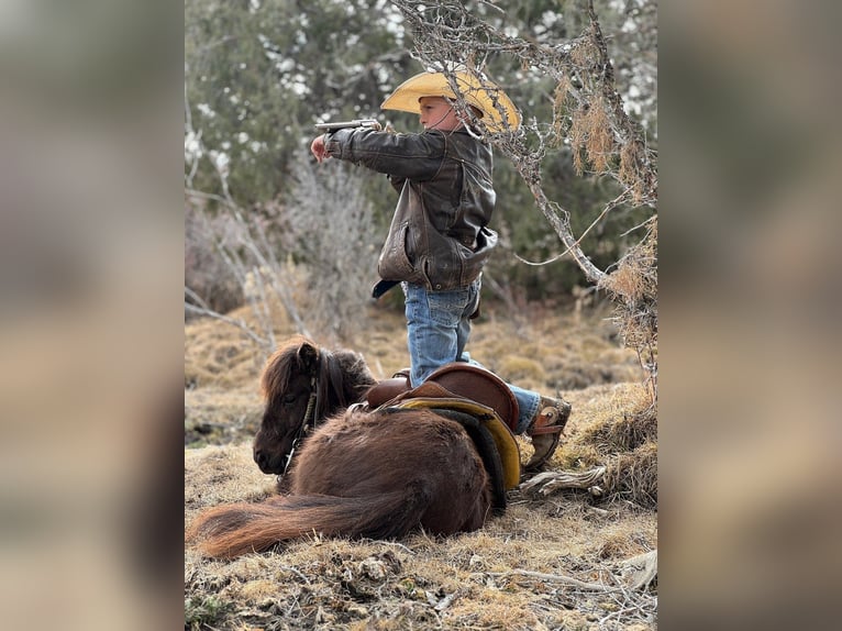 Altri pony/cavalli di piccola taglia Castrone 7 Anni 86 cm Baio in Rigby