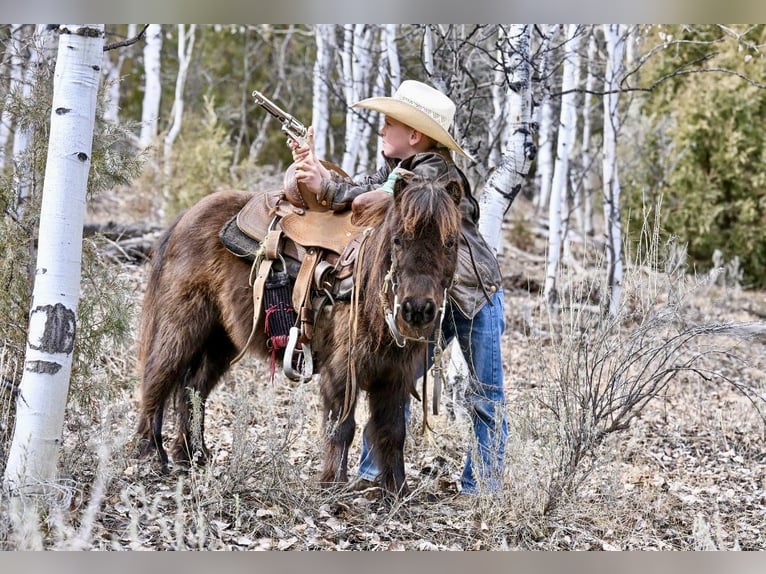 Altri pony/cavalli di piccola taglia Castrone 7 Anni 86 cm Baio in Rigby