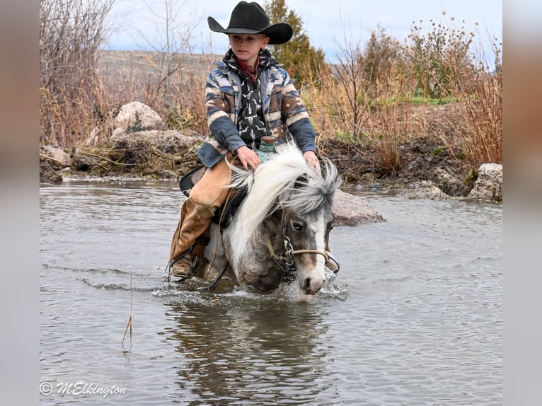 Altri pony/cavalli di piccola taglia Castrone 7 Anni 91 cm in Rigby
