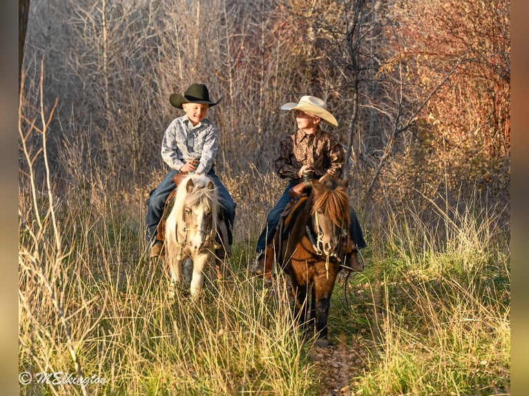 Altri pony/cavalli di piccola taglia Castrone 7 Anni 91 cm in Rigby