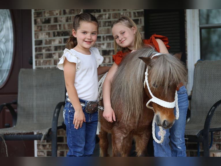 Altri pony/cavalli di piccola taglia Castrone 7 Anni 91 cm Roano rosso in Sedalia
